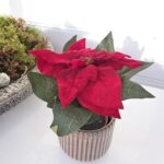 Konstgjord liten röd julstjärna. Besök blickfång.se