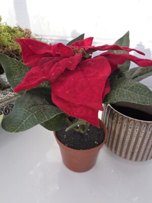 Konstgjord liten röd julstjärna. Besök blickfång.se