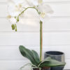Stor-vit-konstgjord-orkide-1