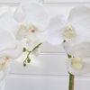 Stor-vit-konstgjord-orkide-2