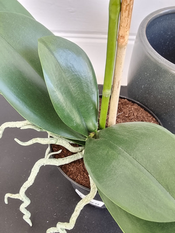 Stor-vit-konstgjord-orkide-3