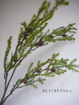 Lång grankvist med kottar. Besök blickfång.se