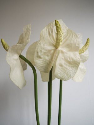 Rosenkalla Anthurium konstgjord. Besök blickfång.se