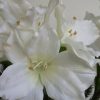 Konstgjord-vit-amaryllis-2