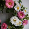 bellis-krans