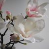magnolia-rosa