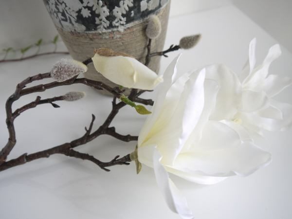 magnolia vit