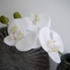 orkide-snitt
