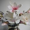 rosa-magnolia