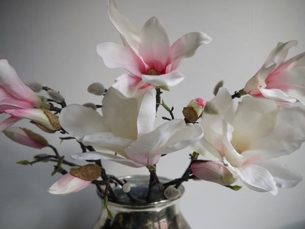 rosa-magnolia