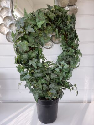 Stor naturtrogen murgröna på båge. Besök blickfång.se