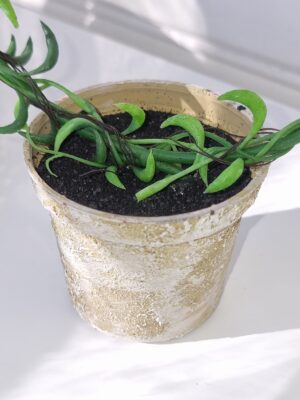 Senecio konstgjord grön växt på båge. Besök blickfång.se