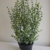 Konstgjord-eucalyptus-gron-vaxt-1
