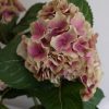 P1330125-hortensia