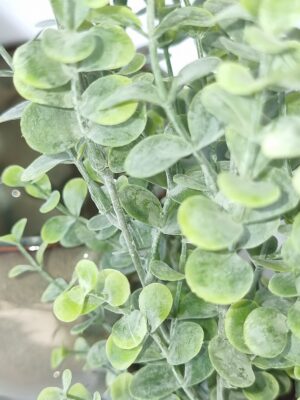 Konstgjord eucalyptus grön växt. Besök blickfang.se