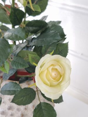 Naturtrogen krämfärgad ros i innerkruka. Besök Blickfång.se