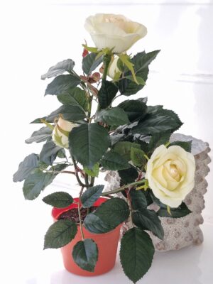 Naturtrogen krämfärgad ros i innerkruka. Besök Blickfång.se