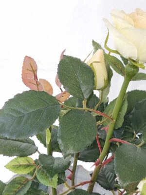 Naturtrogen krämfärgad ros i innerkruka. Besök blickfång.se