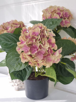 Naturtrogen fyllig hortensia i höstfärg