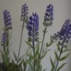 P1330232-konstgjord-lavendel