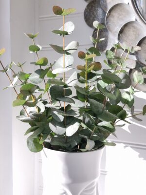 Konstgjord eucalyptus kvist. Besök Blickfång.se