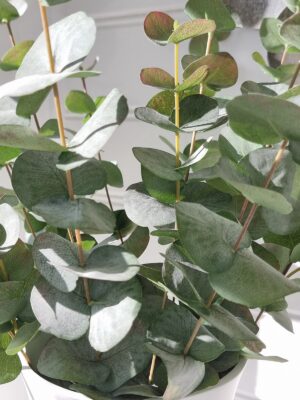 Konstgjord eucalyptus kvist. Besök blickfång.se