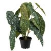 Konstgjord-vaxt-forell-begonia-3