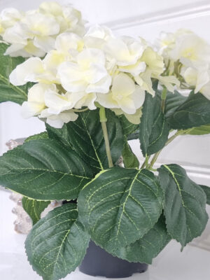 naturtrogen vit liten hortensia i kruka