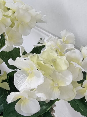 vit fyllig hortensia blomma