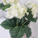 Vit naturtrogen hortensia i innerkruka