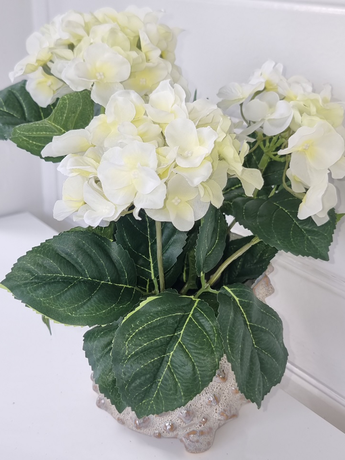 Vit naturtrogen hortensia i innerkruka