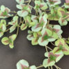 konstgjord-oxalis-gron-kvist-2