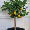 Konstgjort naturtroget citronträd 110 cm. Besök Blickfång.se