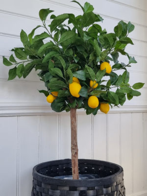 Konstgjort naturtroget citronträd 110 cm. Besök Blickfång.se